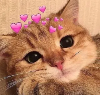 🤔 猫, かわいい, ハート, 動物, ペット telegram sticker