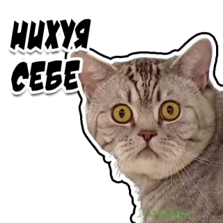 😱 НИХУЯ СЕБЕ gato, chocado, russo, meme, animal, surpreso telegram sticker