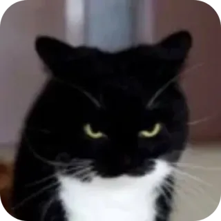 🤨 gatto, animale, gatto nero, carino, animale domestico, mammifero telegram sticker