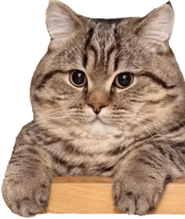 🤔 cat, cute, animal, pet, domestic telegram sticker