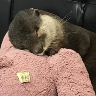 😴 loutre, animal, dormir, mignon, mammifère, faune telegram sticker