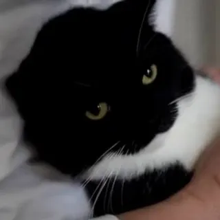 😏 cat, tuxedo cat, black and white cat, animal, pet whatsapp sticker