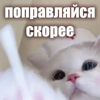 👋 поправляйся скорее cat, nurse, get well soon, russian, meme, animal telegram sticker