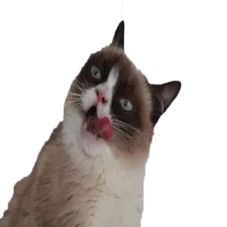 GrumpyCat whatsapp stickers