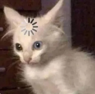 😶 cat, loading, thinking, animal, meme whatsapp sticker