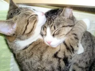 ❤ cats, animals, pet, domestic animals, feline, cuddling, cute telegram sticker