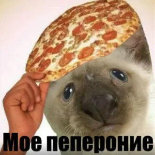 🍕 Мое пепероние 고양이, 피자, 페퍼로니, 유머, 동물, 밈 telegram sticker