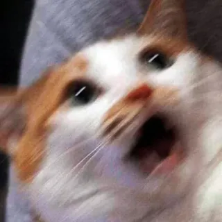 😱 cat, shocked, meme, funny, animal, pet telegram sticker