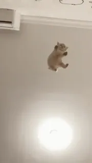 😹 cat, jumping, animal, cute, playful telegram sticker