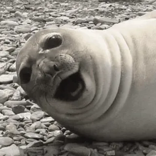 ✳️ seal, animal, mammal, sea creature, wildlife whatsapp sticker