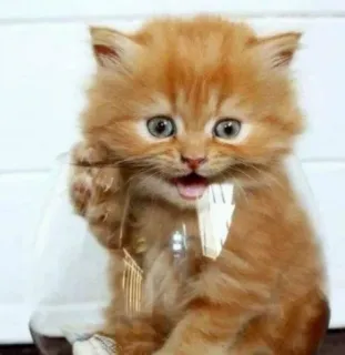 🎀 cat, kitten, cute, orange, glass, animal whatsapp sticker