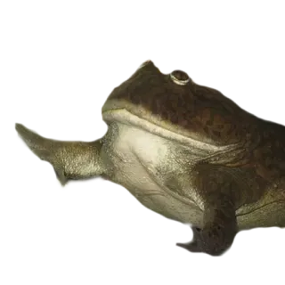 🚶‍♀️ frog, animal, nature, middle finger telegram sticker