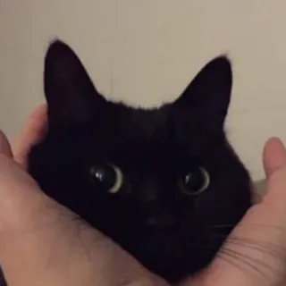 🍑 cat, animal, black cat, pet, cute, hands, eyes telegram sticker