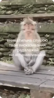 🎧 вниматильна слушою
тваи высказивания
прадалажай
ни астанавливайся scimmia, meme, animale, ascolto, attesa whatsapp sticker