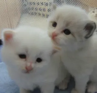 ♥️ kitten, katten, huisdieren, dieren, schattig, fluffy telegram sticker