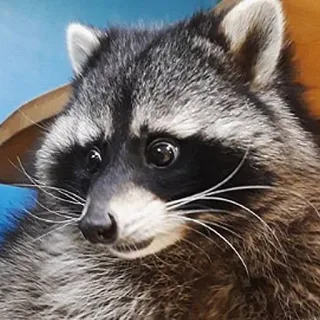 😰 mapache, animal, mamífero, fauna, lindo telegram sticker