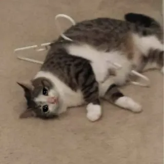 🐱 猫, 悲しい, ハンガー, 面白い, 可愛い telegram sticker