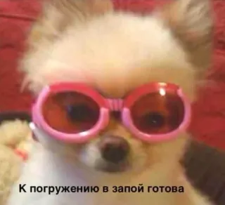 🤩 К погружению в запой готова Hund, Sonnenbrille, Party, Lustig, Alkohol telegram sticker