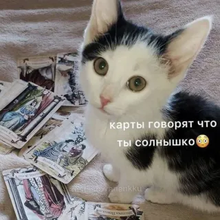🥰 карты говорят что ты солнышко😳 แมว, ไพ่ทาโรต์, ลูกแมว, ทำนาย, น่ารัก, พระอาทิตย์, อบอุ่น telegram sticker