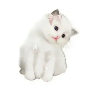 😍 anak kucing, kucing, lucu, putih, hewan, peliharaan, berbulu, pita telegram sticker