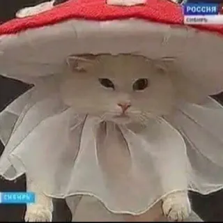 🍄 РОССИЯ Сибирь СМБЧРЫ 猫, キノコ, 動物, ロシア, シベリア, かわいい telegram sticker