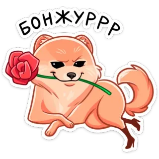 😍 БОНЖУРРР chó, động vật, hoa hồng, lời chào, hài hước, dễ thương, phim hoạt hình telegram sticker