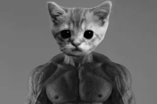 😼 mèo, cơ bắp, meme, động vật, thể hình, phòng gym, hài hước telegram sticker