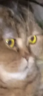 🗿 gato, animal, animal de estimação, doméstico telegram sticker