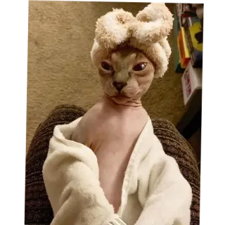 🗿 猫, スフィンクス, タオル, お風呂, 可愛い, ペット, 無毛猫 whatsapp sticker