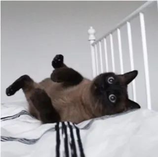 😜 кот, животное, сиамский, домашнее животное, млекопитающее, домашняя кошка telegram sticker