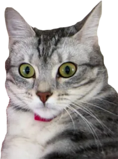 🙁 cat, animal, domestic, pet, cute, mammal, feline telegram sticker