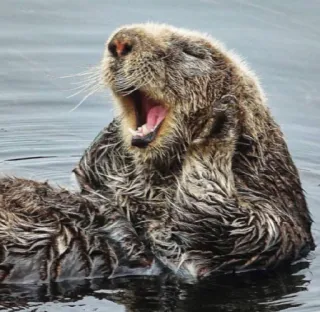 🦦 nutria marina, animal, mamífero, océano, fauna, agua, mono telegram sticker