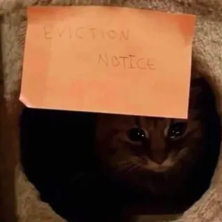 😭 EVICTION NOTICE kucing, penggusuran, pemberitahuan, binatang, hewan peliharaan, humor telegram sticker