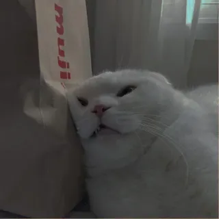 💗 muji kat, dier, wit, muji, tas telegram sticker
