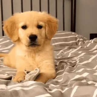 🌟 puppy, dog, golden retriever, cute, adorable telegram sticker