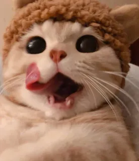 😺 gato, gatinho, animal, fofo, engraçado whatsapp sticker