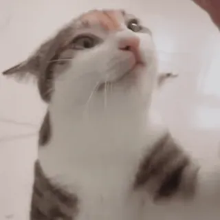 ❤️ gato, animal, animal de estimação, mamífero, gato doméstico whatsapp sticker