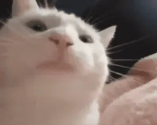 🥴 cat, white cat, pet, animal, domestic cat, feline whatsapp sticker