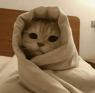 🥰 Katze, Tier, Decke, süß, lustig, Haustier, entzückend telegram sticker