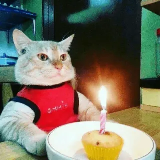 🤨 고양이, 생일, 컵케이크, 초, 동물, 파티, 축하, 애완 동물 telegram sticker