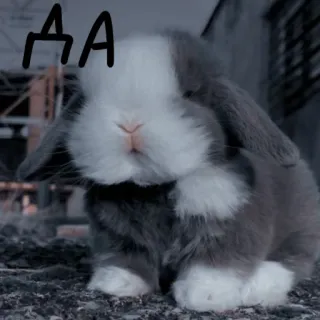 🐰 ДА lapin, lapinou, animal de compagnie, animal, mignon whatsapp sticker