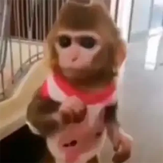 👌 singe, animal, vêtement, mammifère, singe telegram sticker
