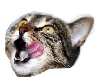 😛 แมว, เลีย, สัตว์, สัตว์เลี้ยง, ลายสลิด, แมวบ้าน, สัตว์เลี้ยงลูกด้วยนม telegram sticker