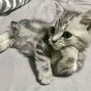 😒 Katze, Kätzchen, süß, Haustier, Tier, denkend telegram sticker