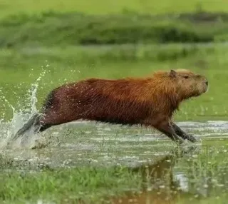 🏃‍♀️ Kapibara, Zwierzę, Gryzoń, Woda, Ssak, Natura telegram sticker
