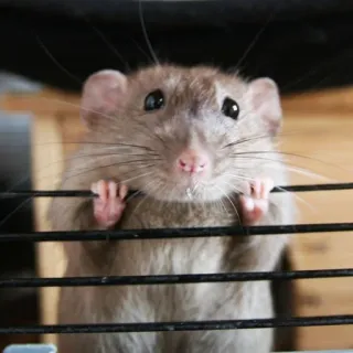 🐀 szczur, słodki, zwierzę domowe, zwierzę, gryzoń, klatka telegram sticker