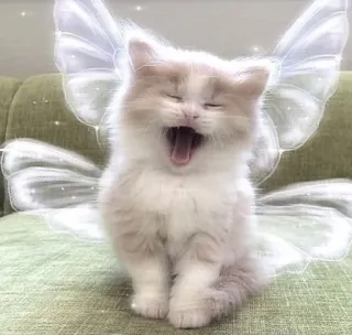 😂 gato, gatito, alas, hada, bostezo, lindo whatsapp sticker
