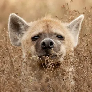 🤨 Iena, Animale, Fauna selvatica, Natura, Mammifero, Ritratto, Fauna africana telegram sticker