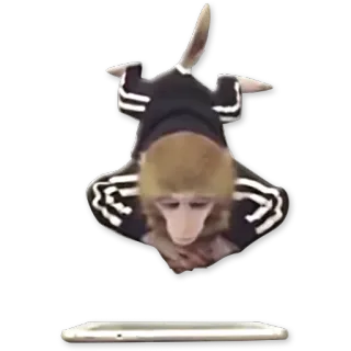 🐒 Affe, Tier, Meme, Lustig, Sticker whatsapp sticker