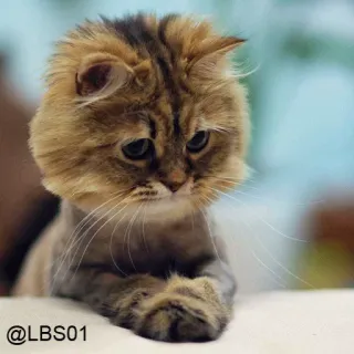 🦁 @LBS01 gato, triste, animal, animal de estimação, gatinho telegram sticker